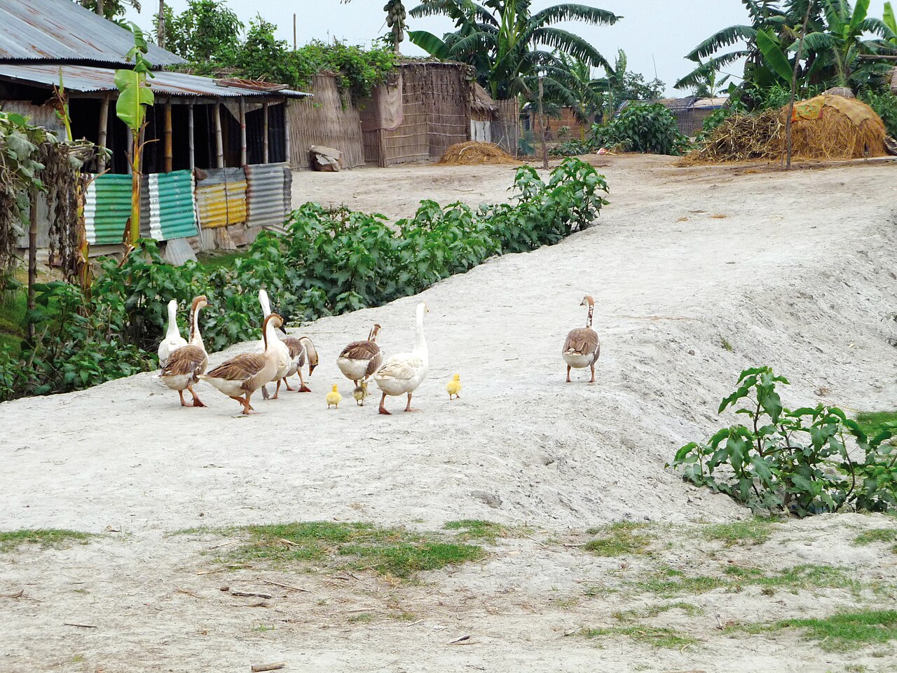 ছবি 43